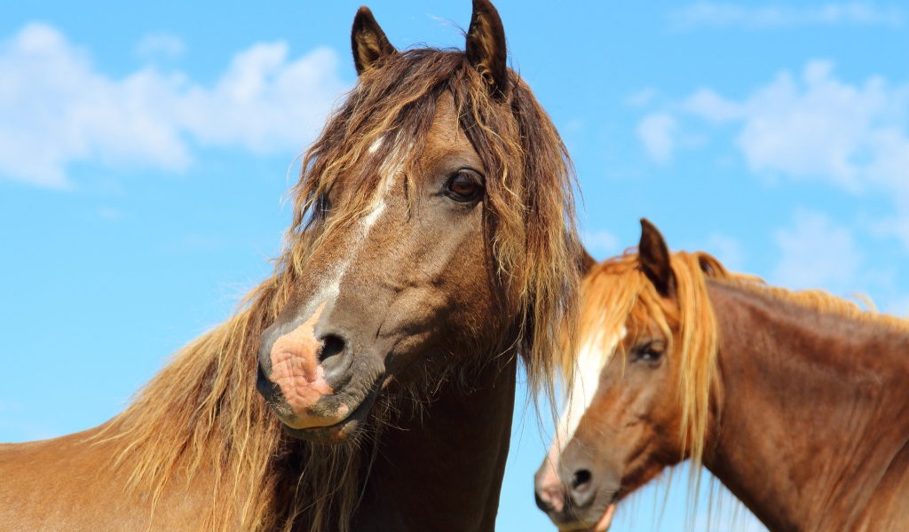 Две красивые коричневые лошади на фоне голубого неба
