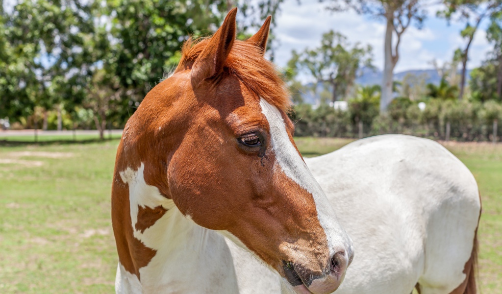 Бело -коричневая лошадь на ферме