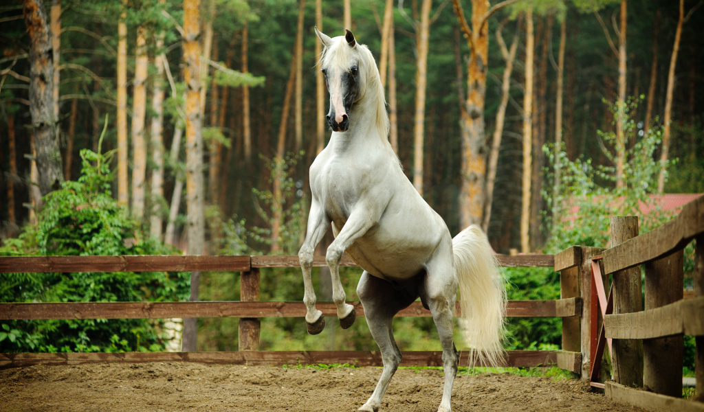 Белый конь встал на дыбы 