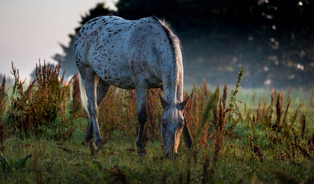 Белая пятнистая лошадь пасется на траве
