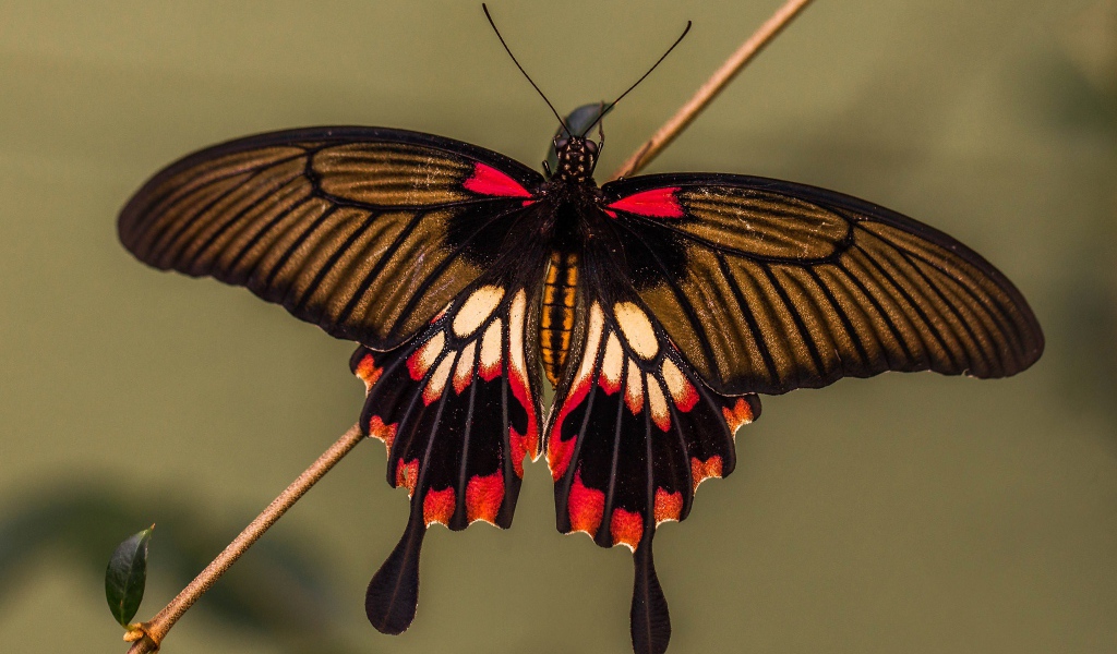 Красивая разноцветная бабочка сидит на тонкой ветке
