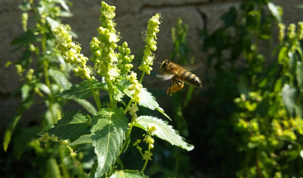 Пчела садится на зеленое растение 