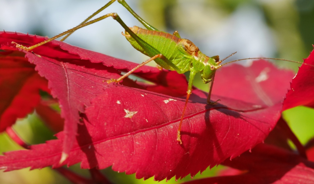 Зеленый кузнечик на красном листе 