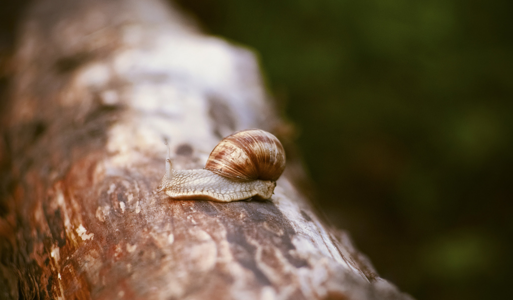 Улитка сидит на сухом стволе дерева