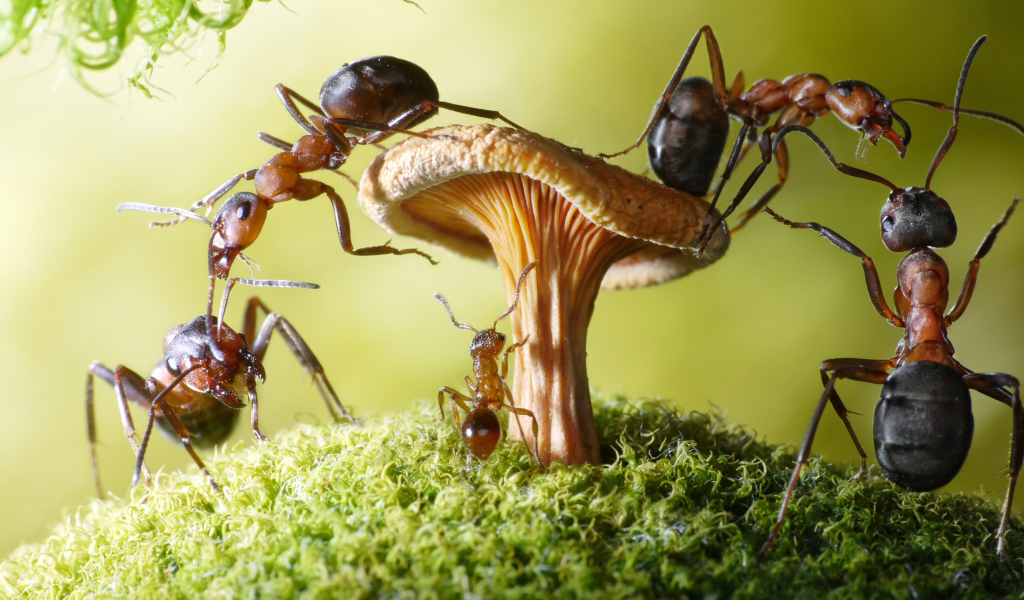 Муравья на грибе крупным планом 