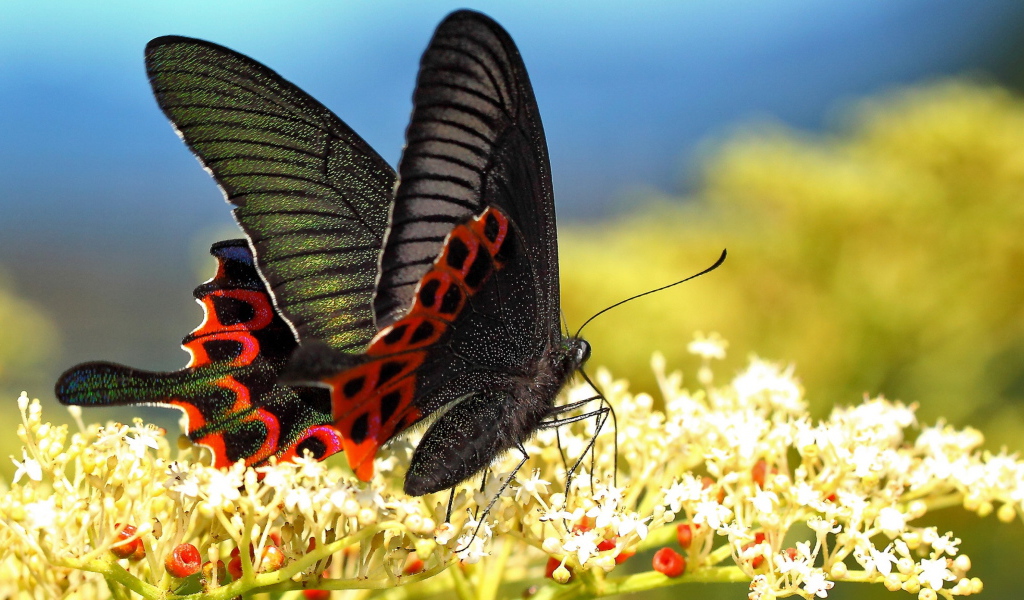 Красивая черная бабочка на белом цветке 