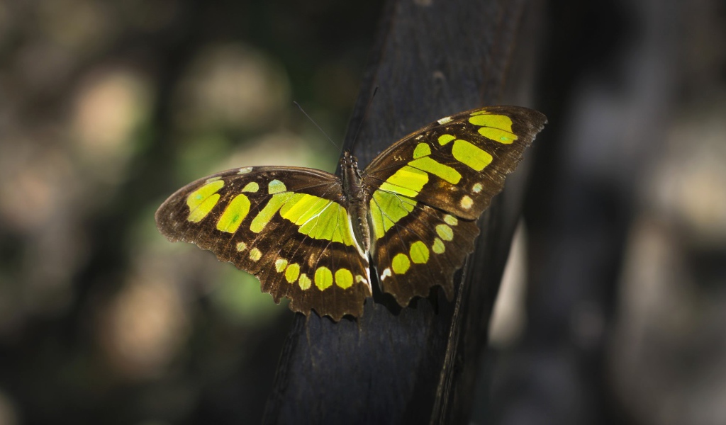 Красивая  бабочка крупным планом