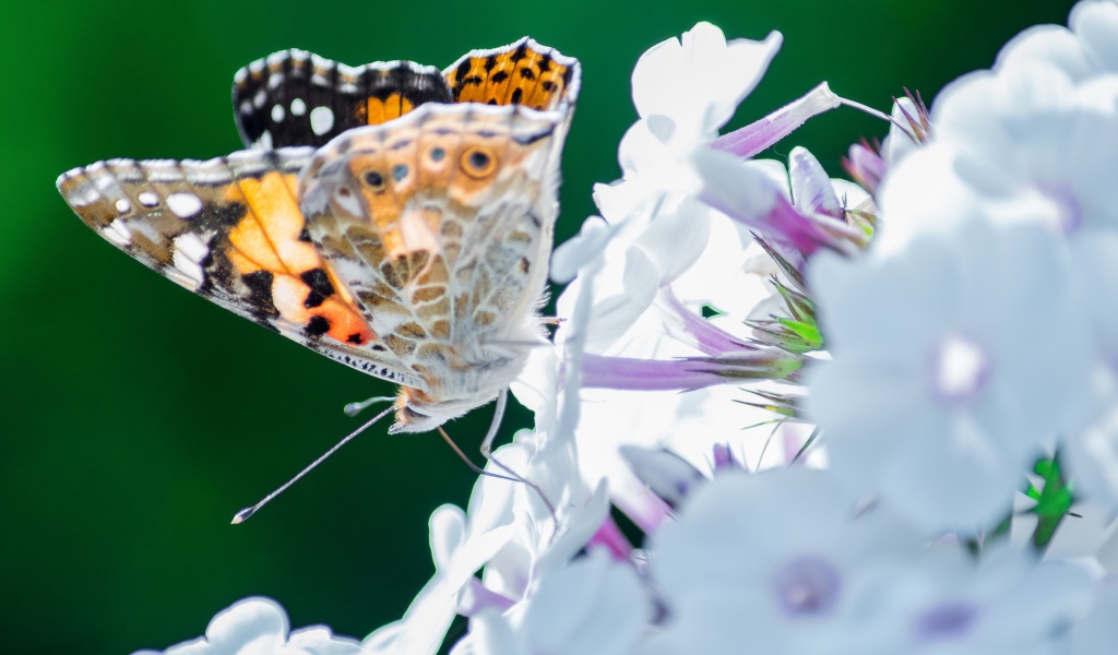 Красивая бабочка на нежном цветке 