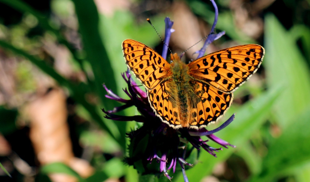 Красивая бабочка на фиолетовом цветке 