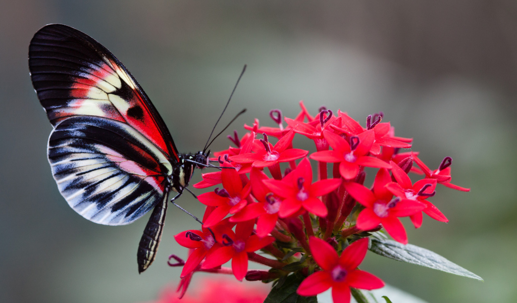 Красивая бабочка на красном цветке