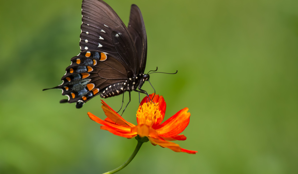 Красивая бабочка сидит на оранжевом цветке