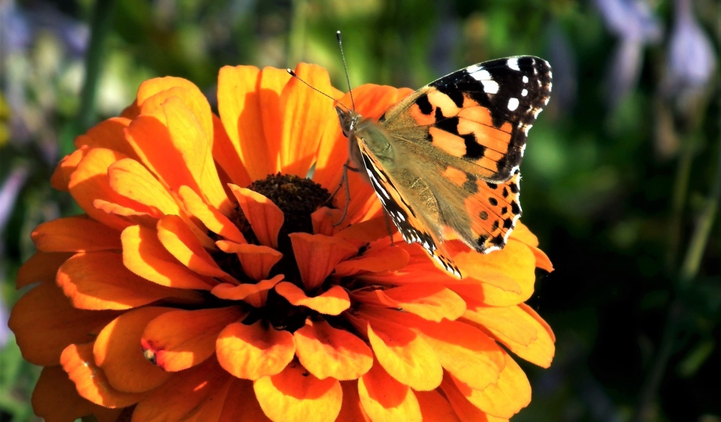 Красивая бабочка сидит на оранжевом цветке цинния