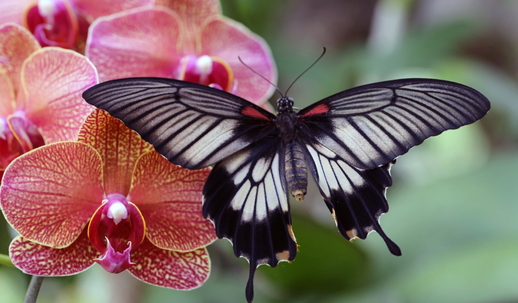 Красивая бабочка сидит на цветке розовой орхидеи