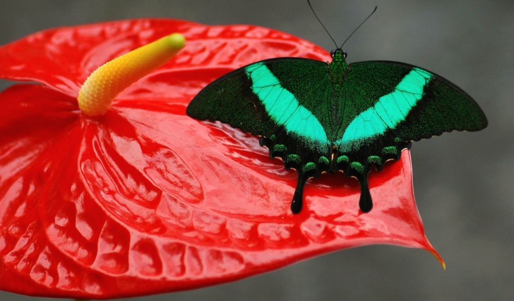 Красивая зеленая бабочка сидит на красном цветке