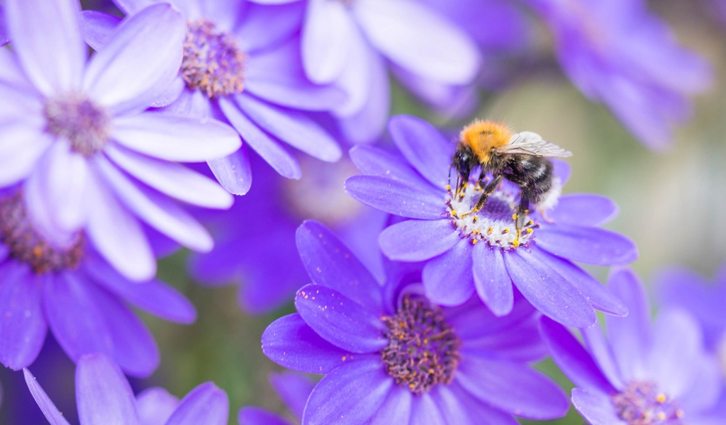 Пчела на красивом сиреневом цветке