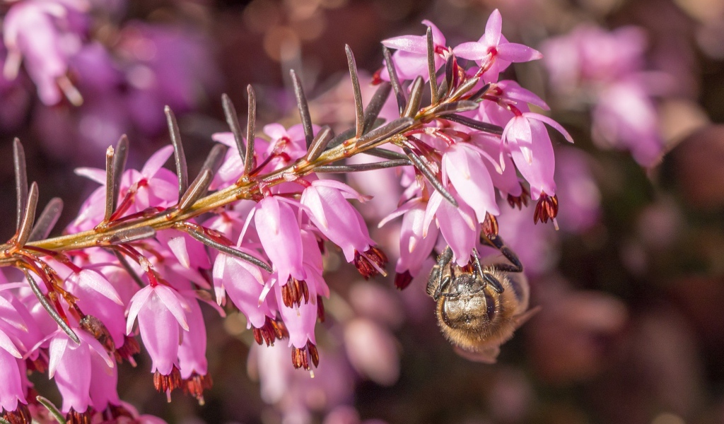 Пчела на ветке с розовыми цветами 
