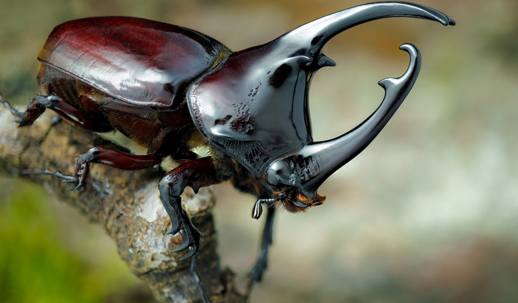 Большой коричневый жук дупляк 