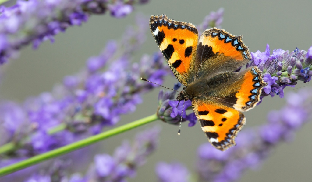 Коричневая бабочка сидит на лавандовом цветке 