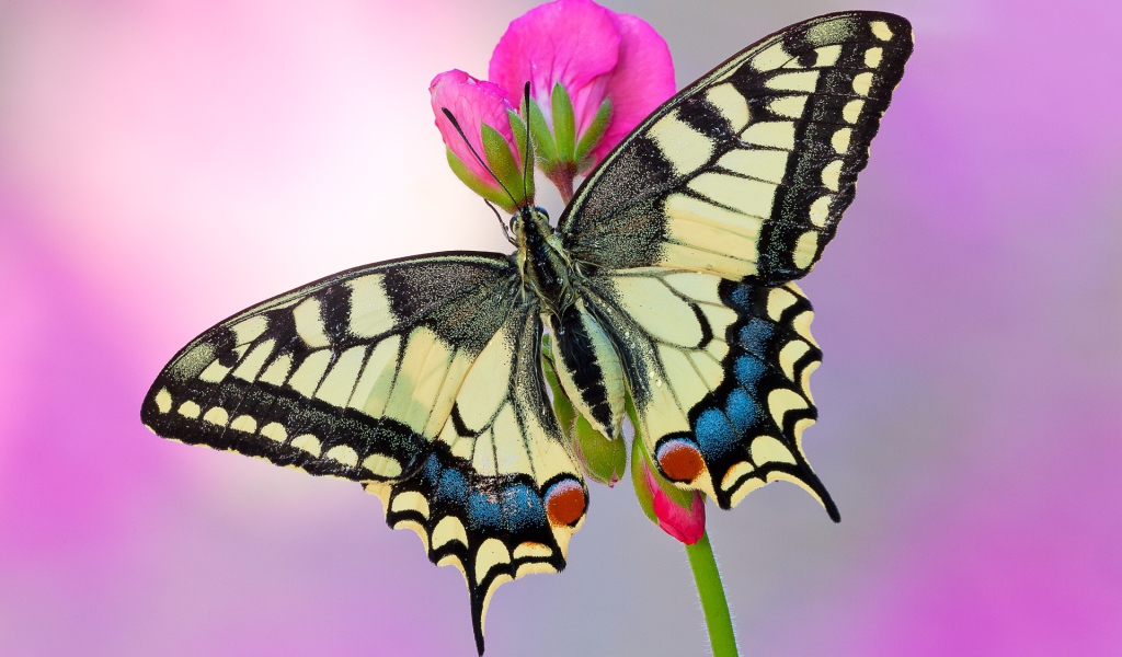 Бабочка Махаон на розовом цветке 