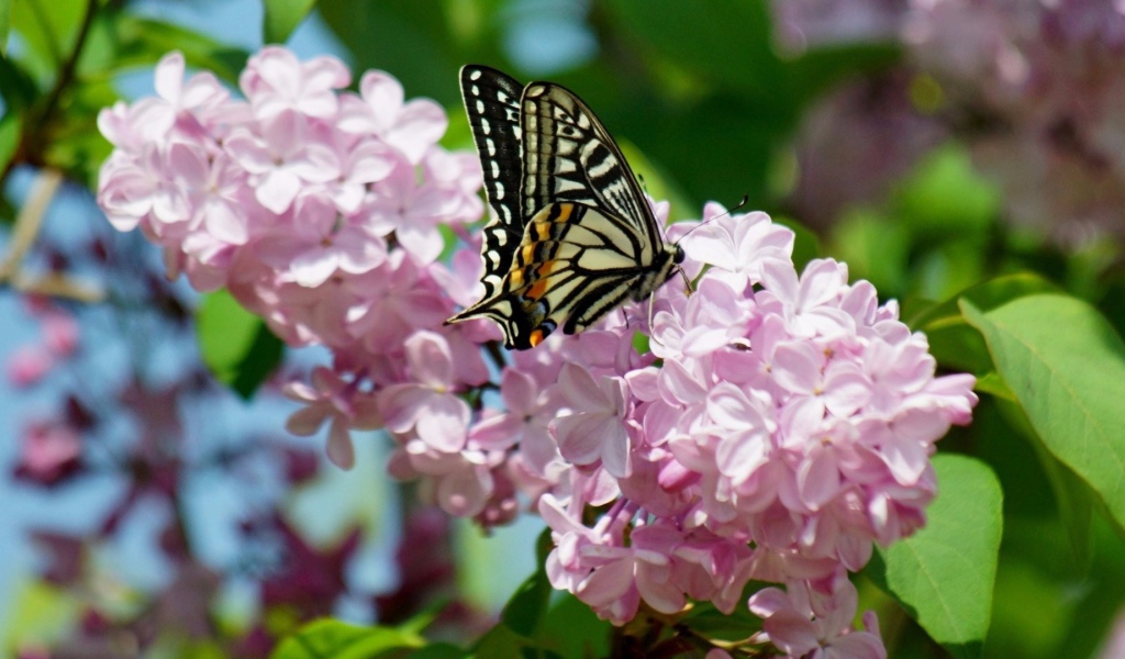 Бабочка махаон на ветке розовой сирени 