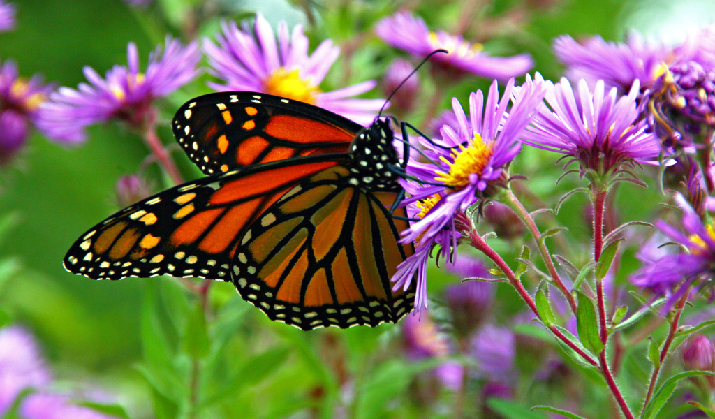 Бабочка монарх сидит на сиреневом осеннем цветке