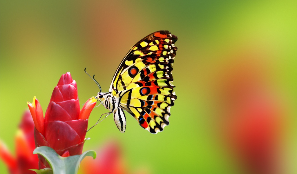 Бабочка сидит на красном цветке имбиря