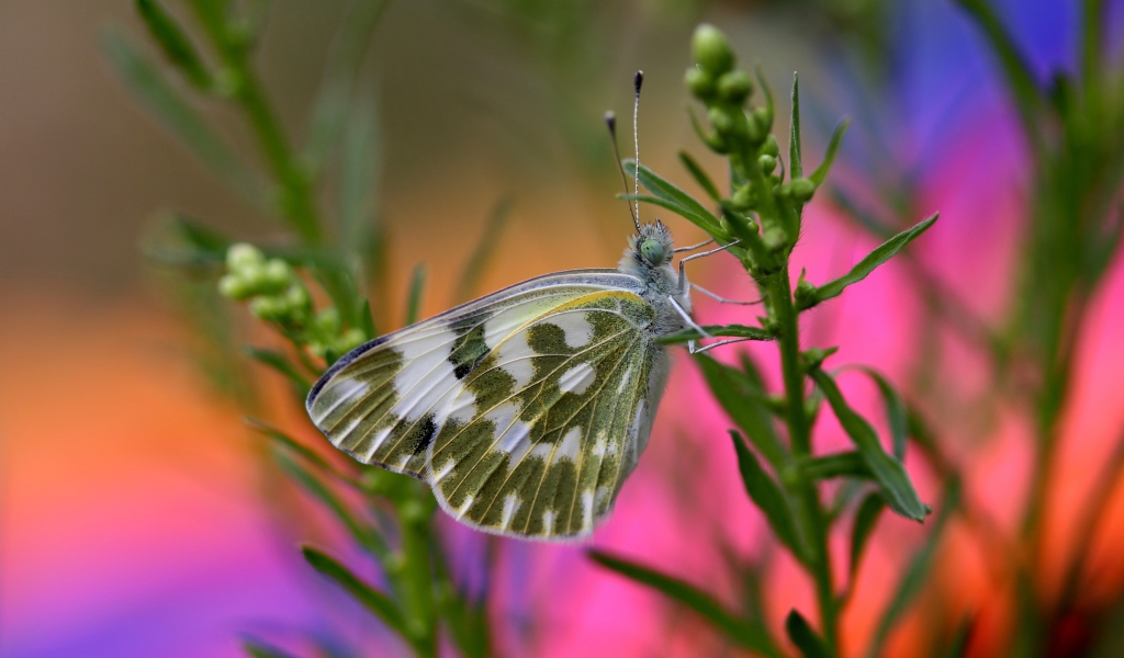 Бабочка сидит на зеленом растении крупным планом