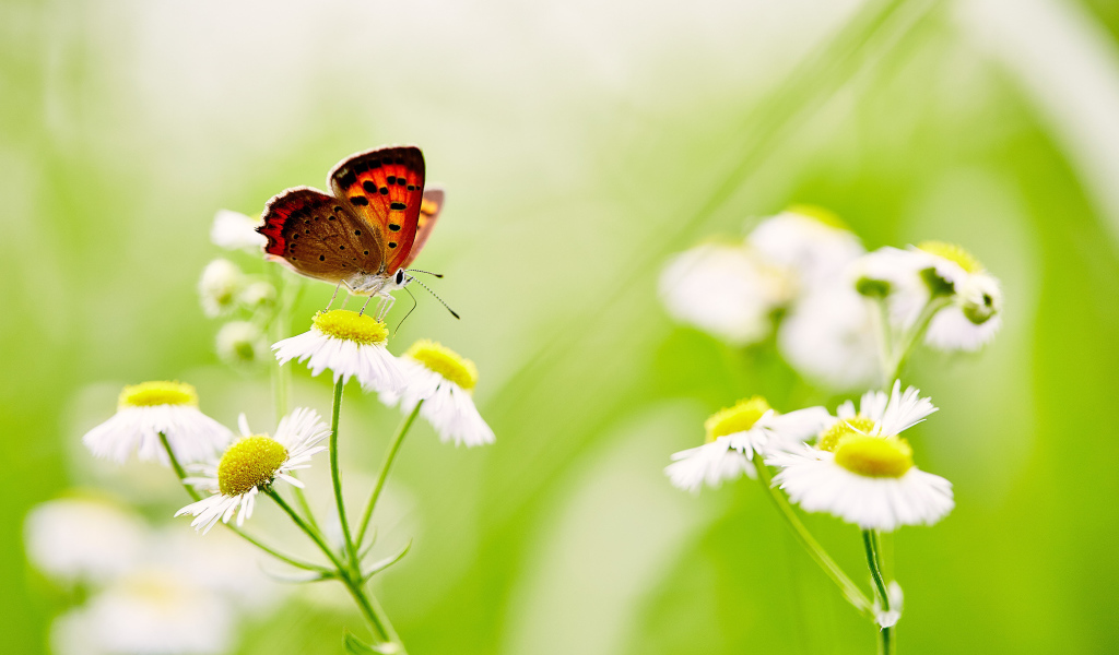 Бабочка сидит на белой ромашке 