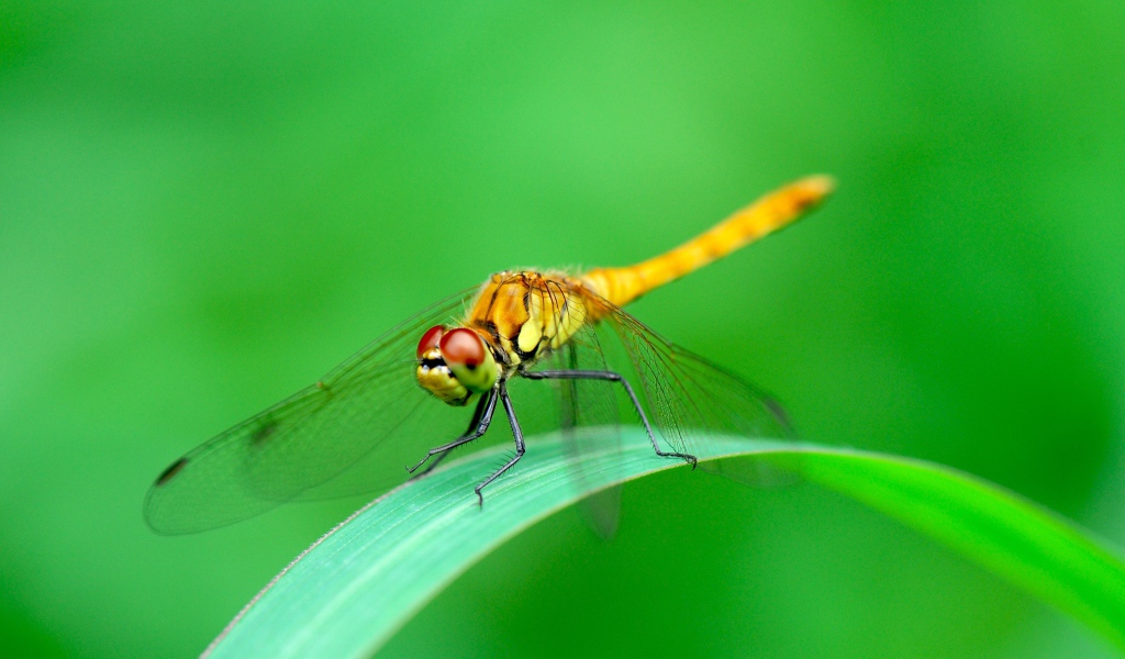 Стрекоза сидит на зеленом листе фото крупным планом