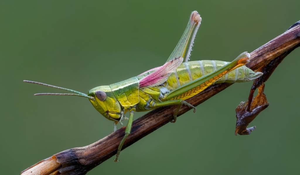 Зеленый кузнечик на ветке крупным планом 