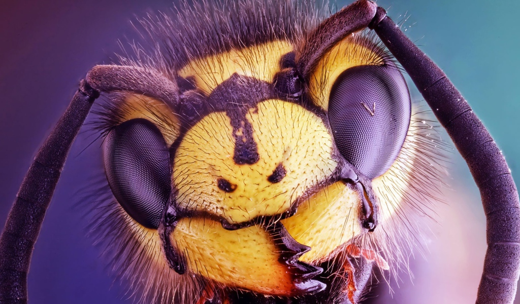 Голова осы крупным планом 