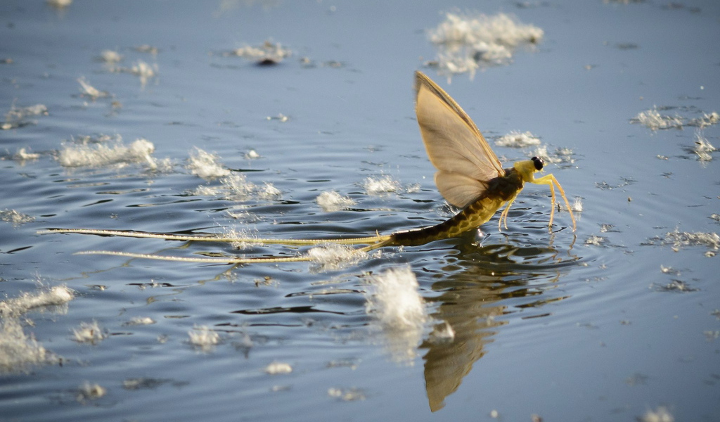 Насекомое Палингения длиннохвостая в воде 
