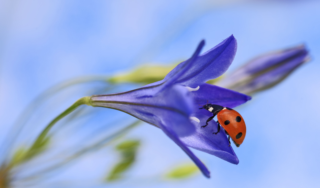 Божья коровка на сиреневом цветке 