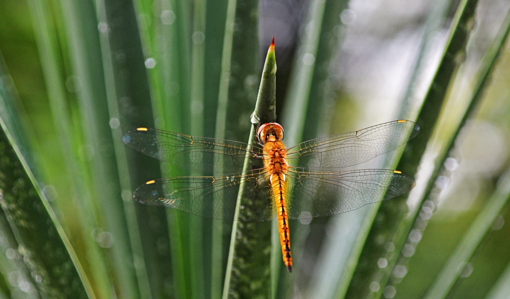 Оранжевая стрекоза на зеленом листе 