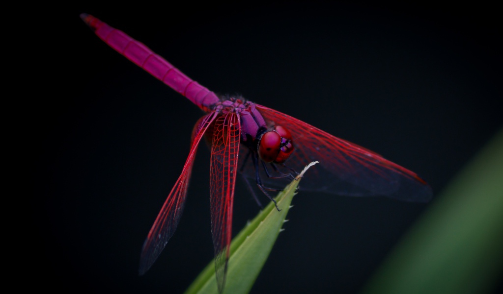 Красная стрекоза сидит на зеленом листе