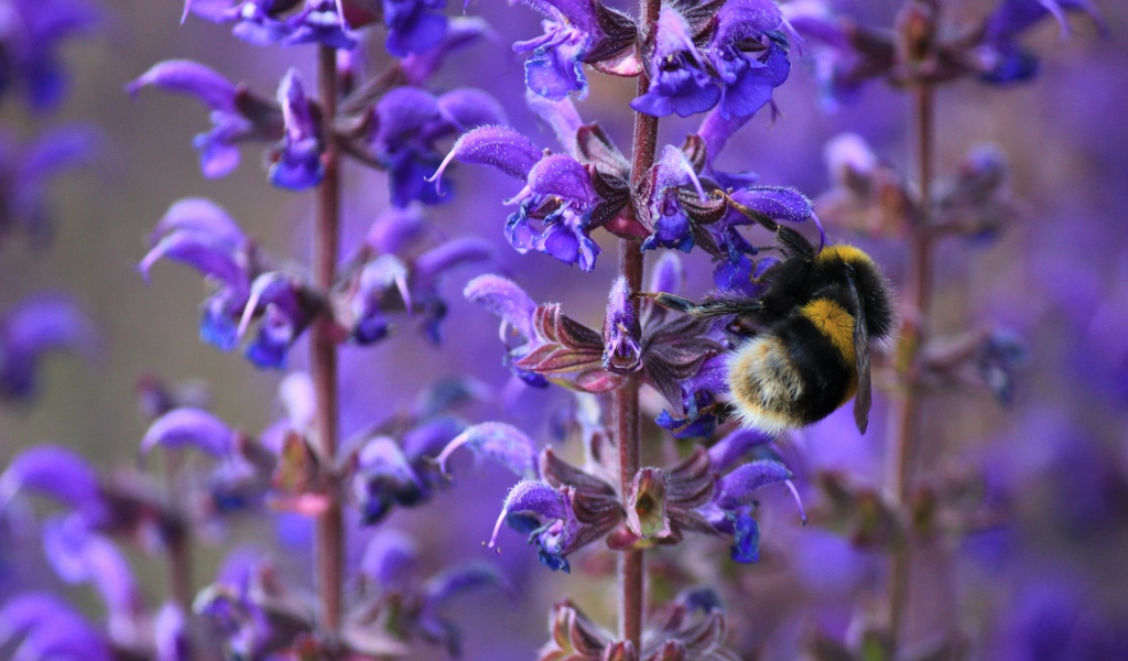 Пчела сидит на синем цветке лаванды