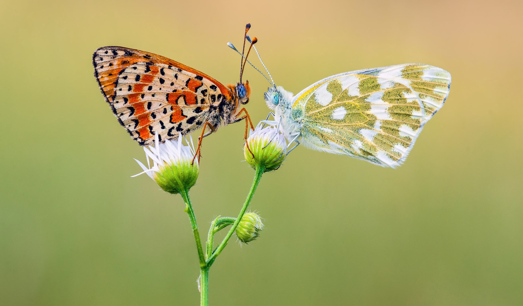 Две красивых разноцветных бабочки на цветке 