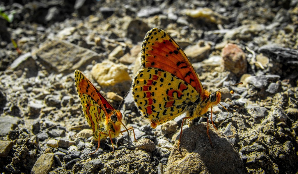 Две бабочки сидят на камне крупным планом