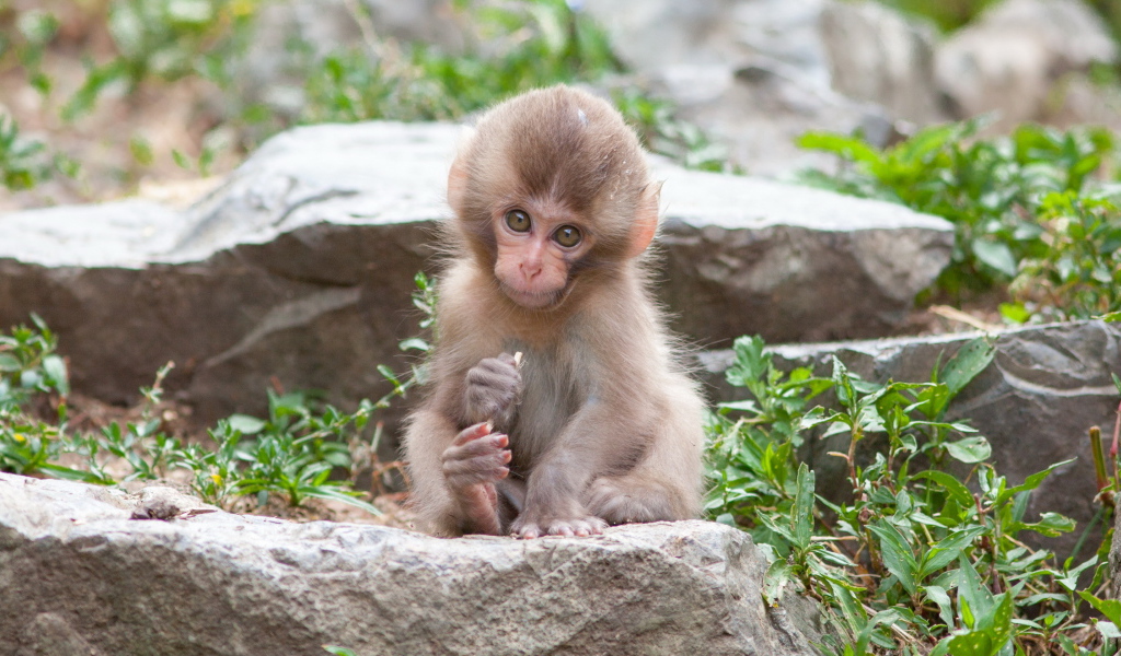 Очаровательная маленькая японская макака сидит на камне 