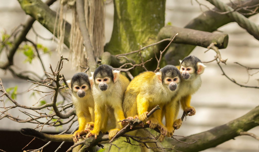 Четыре обезьянки породы Саймири на ветке