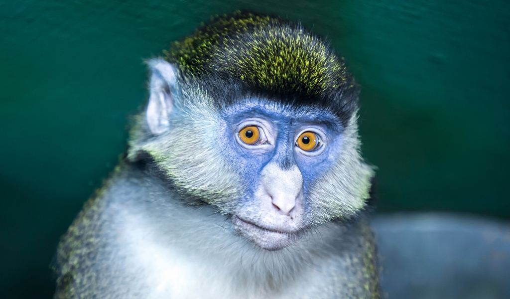 Мартышка с голубой мордой