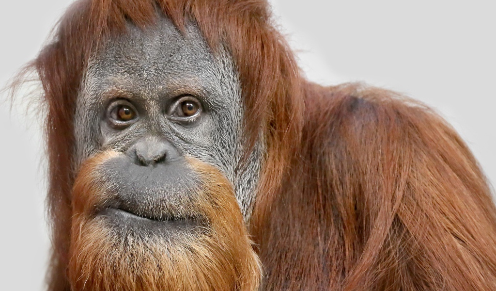 Взгляд большой самки орангутанга 