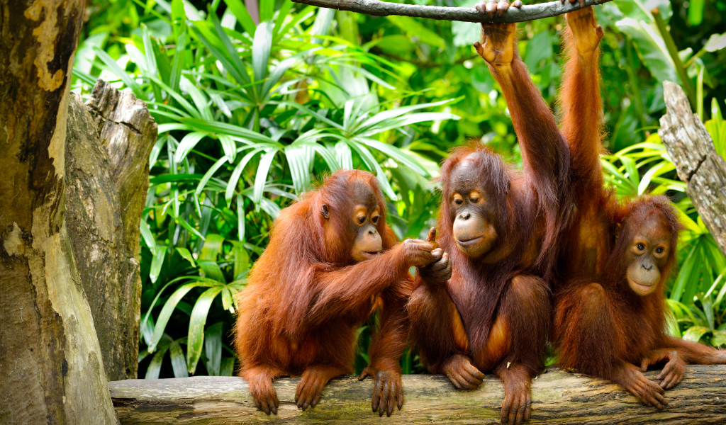 Семья орангутангов сидит на ветке