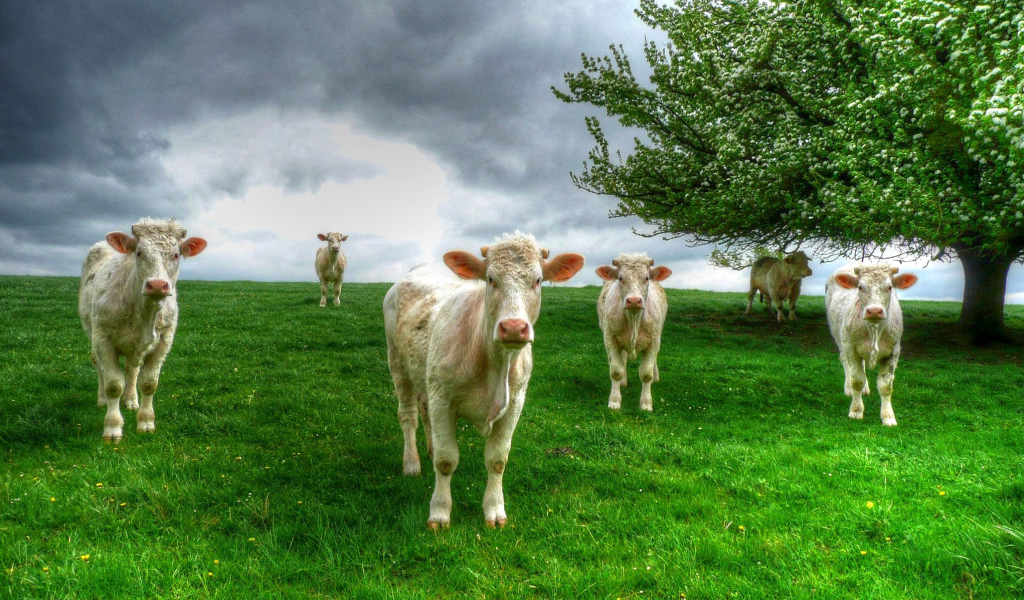 Белые коровы пасутся на зеленом лугу
