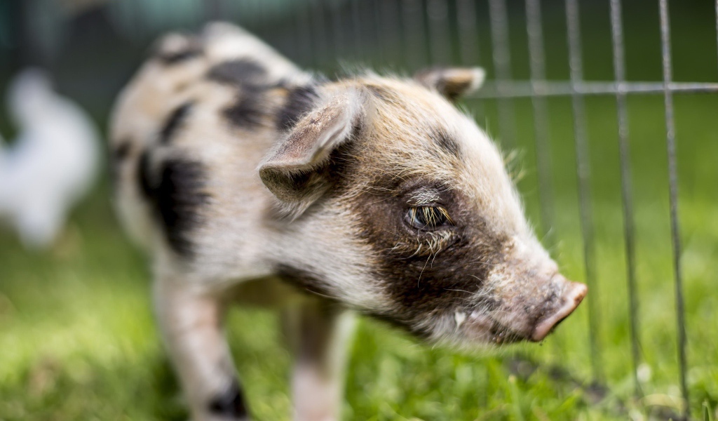 Маленький грустный поросенок 