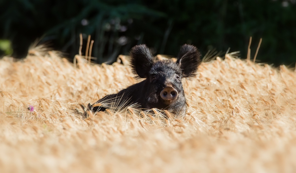 Черный поросенок стоит на поле пшеницы