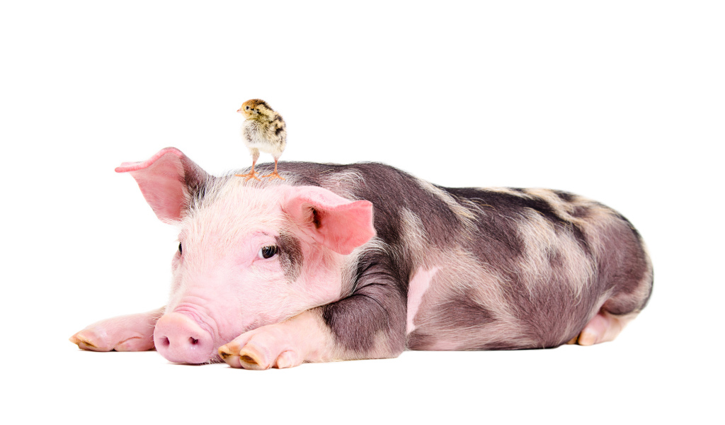 Забавный поросенок с цыпленком на голове 