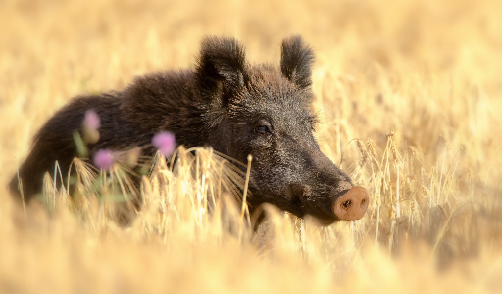 Большой дикий кабан в поле желтой пшеницы летом