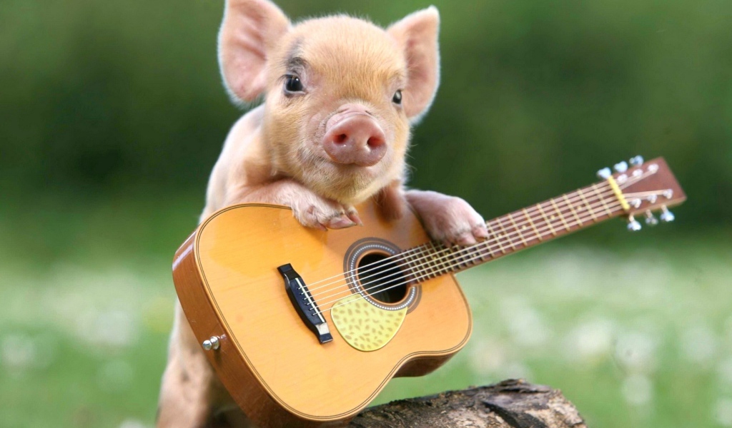 Маленький забавный поросенок с гитарой