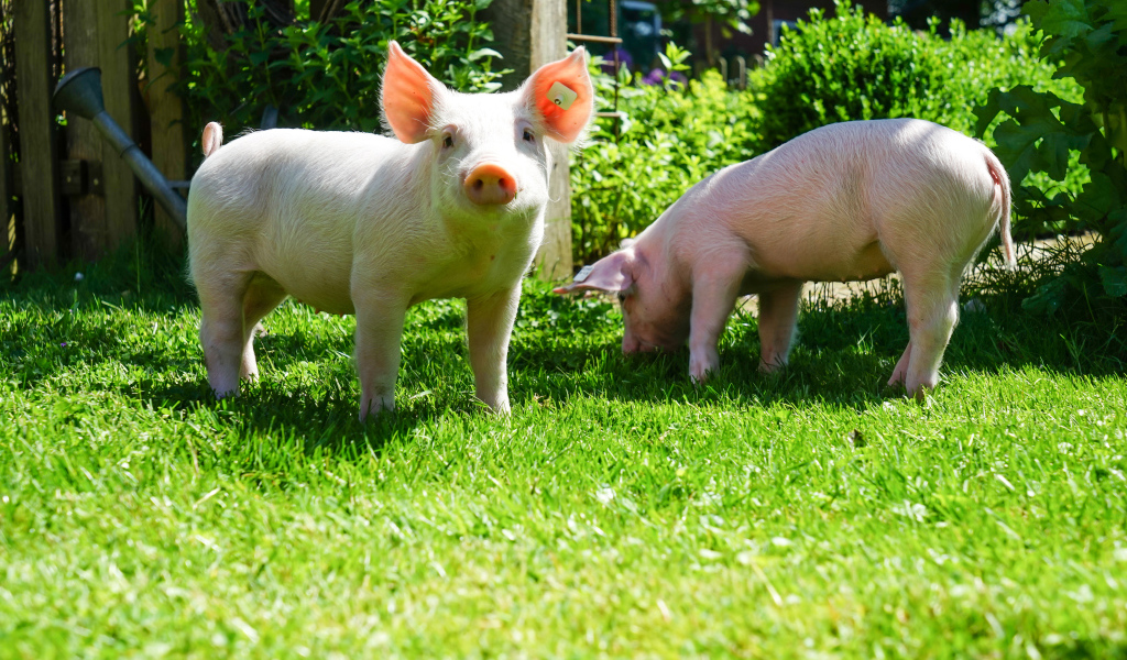 Два забавных розовых поросенка на зеленой траве